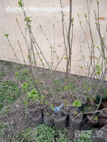 Черен касис, снимка 9 - Градински цветя и растения - 30777061