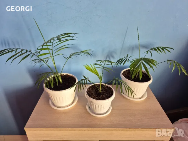 Стайно цвете палма, снимка 1