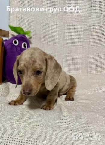 Мини Дакел, снимка 3 - Дакели - 49930212