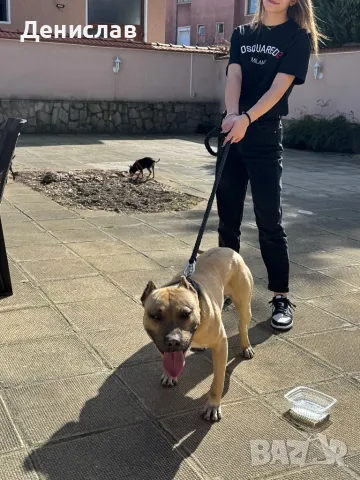 Мъжки питбул за разплод, снимка 9 - Питбул - 49563389