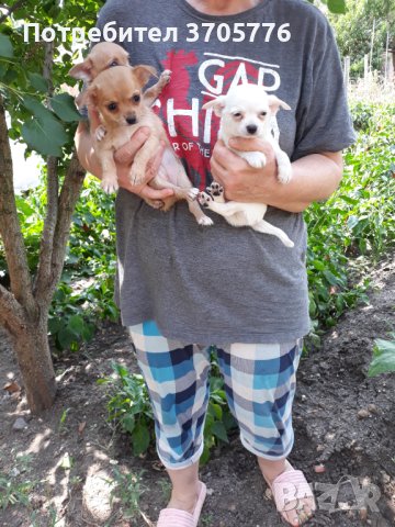 Мини пинчери и чихупинчери, снимка 11 - Пинчер - 40767138