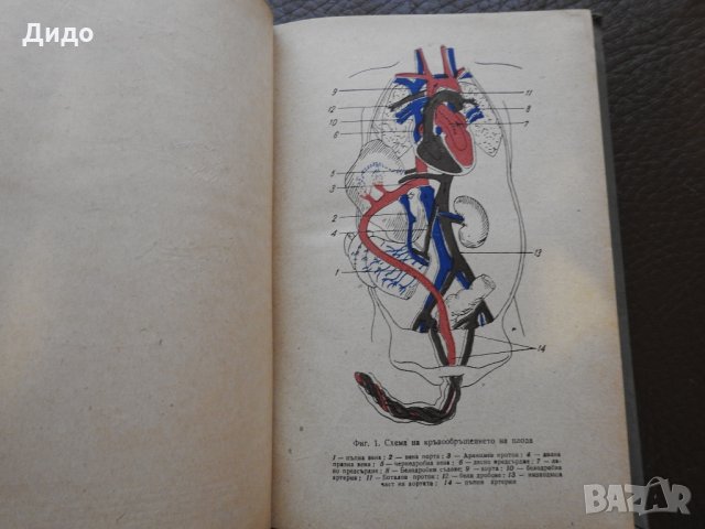 1953, Островска - Анатомо-физиологически особености на детската възраст - Грижи и хранене, снимка 3 - Учебници, учебни тетрадки - 28304977