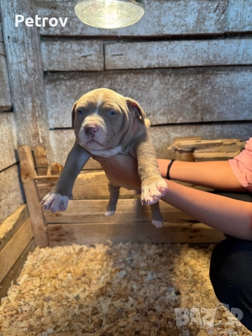 Американски булета , снимка 3 - Питбул - 52912672