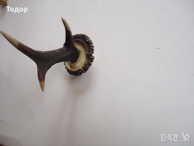 Рог рога закачалка , снимка 6 - Антикварни и старинни предмети - 52639649