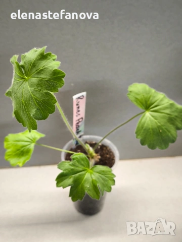 Комплект от сортови мушката / пеларгонии, снимка 6 - Стайни растения - 53343044