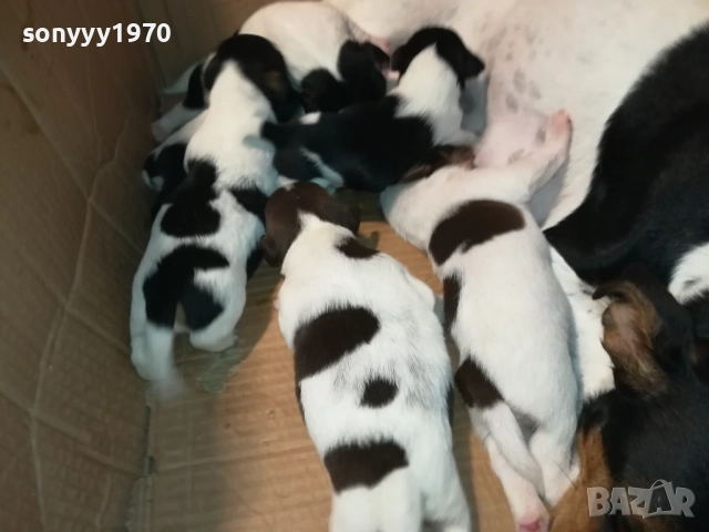 ДЖАК РЪСЕЛ-250ЛВ ЗА СЛАДКО КУТРЕ ПО ИЗБОР 2608250840, снимка 9 - Джак ръсел териер - 51491106