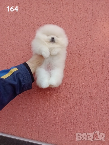 Мъжки Померан. Реални снимки от 06.01.26 г. , снимка 2 - Померан - 53003212