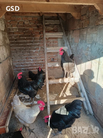 петли австралорп, снимка 3 - Кокошки и пуйки - 53290229