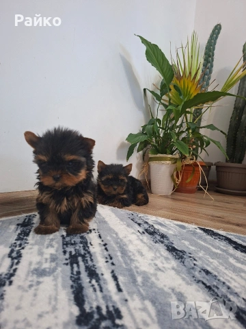 мини йоркширски териер, снимка 4 - Йоркширски териер - 52970336