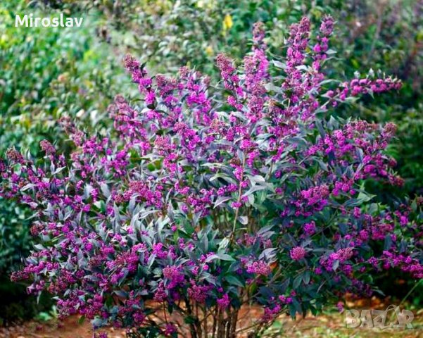 Каликарпа(Красивоплодник), снимка 1 - Градински цветя и растения - 36758866