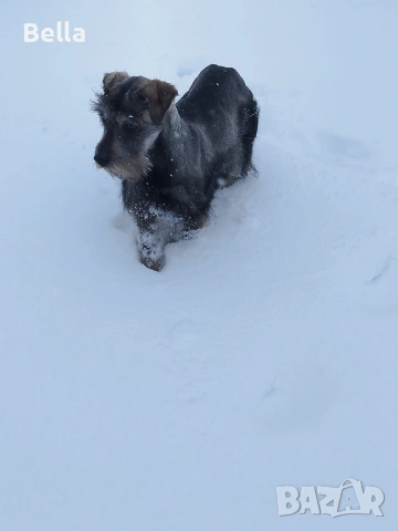 Мини шнауцер , снимка 12 - Други - 53119397