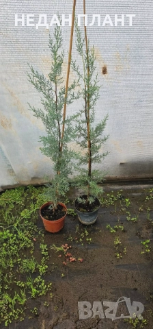Аризонски кипарис, снимка 2 - Градински цветя и растения - 51662303