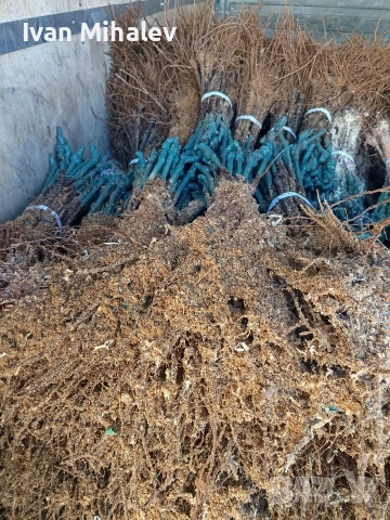 лозов посадъчен материал и овощен , снимка 6 - Градински цветя и растения - 53029256