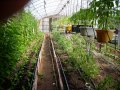 Разсад и семена от домат-Малинов винконте, снимка 6