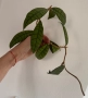 Hoya callistophylla , снимка 2