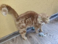 Женски екзотични котки на 2 години и на 5 месеца., снимка 14
