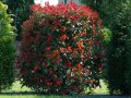 Фотиния-(Photinia Red Robin), снимка 3