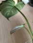 Philodendron Majestic , снимка 2
