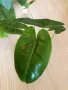 Philodendron Burle Marx , снимка 2