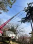 Професионално рязане и кастрене на дървета Пловдив, снимка 6