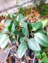 Фикус каучуково дърво разсад, снимка 4