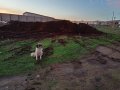 Овча тор, снимка 1 - Тор и почвени смеси - 43019861