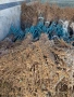 лозов посадъчен материал и овощен , снимка 6