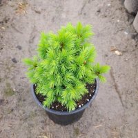 Смърч Алберта Глобе/ Picea glauca var. albertiana 'Alberta Globe', снимка 6 - Разсади - 40645718