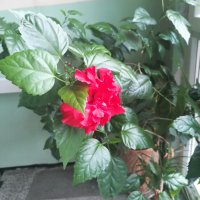 голяма китайска роза, снимка 5 - Стайни растения - 36750628