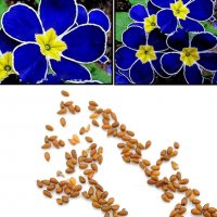 100 бр редки семена от цвете цветя синя вечерна иглика лесни за засаждане в градината градински деко, снимка 11 - Стайни растения - 37707697