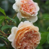 Роза 46, снимка 3 - Градински цветя и растения - 36816726