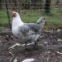 Сребърно Брезе-разплодни яйца, снимка 6 - Кокошки и пуйки - 27645537