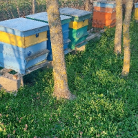 Пчелни семейства с или без кошерите, снимка 7 - Други животни - 44933368