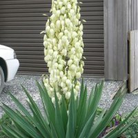 Юка (Yucca) Цена за 1бр 9лв и Аюга, Срещниче (Ajuga reptans purpurea) и АЮГА ТРИКОЛОР , снимка 1 - Градински цветя и растения - 27586544