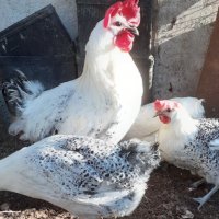Сребърно Брезе-разплодни яйца, снимка 7 - Кокошки и пуйки - 27645537