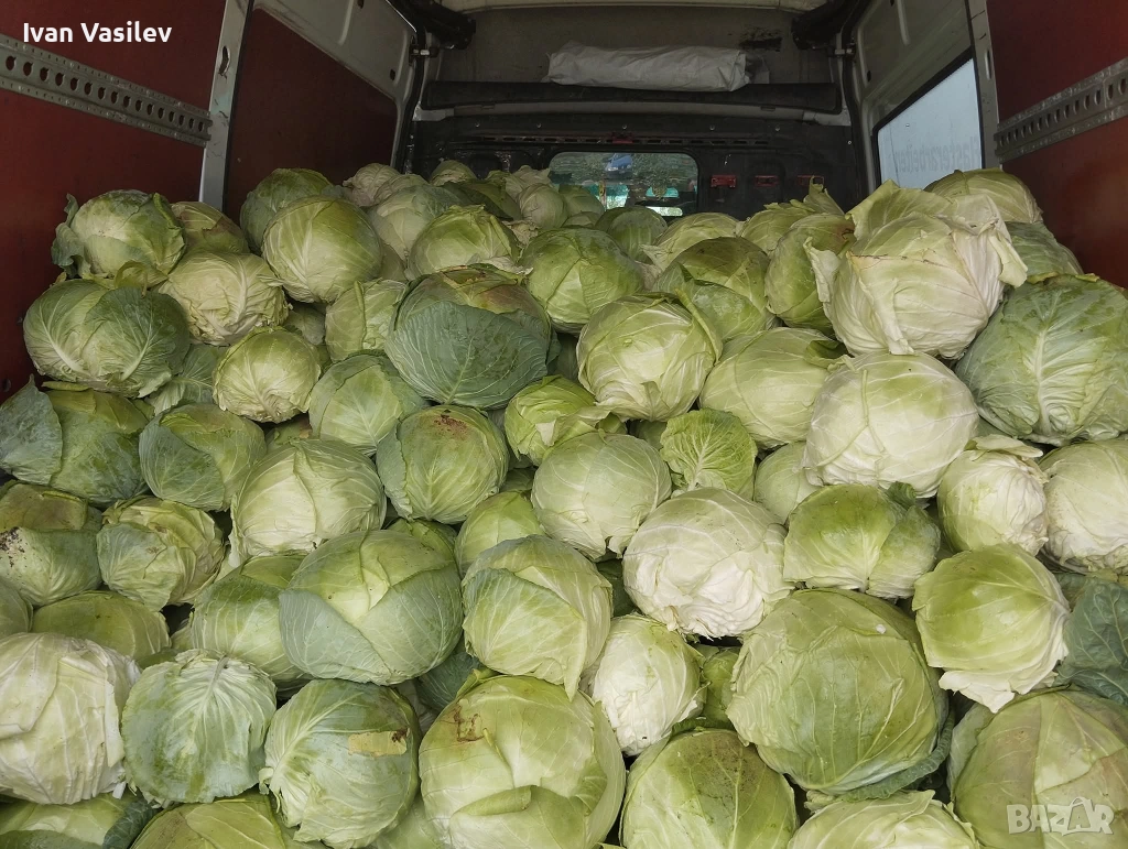 Продавам зеле кьосе, снимка 1