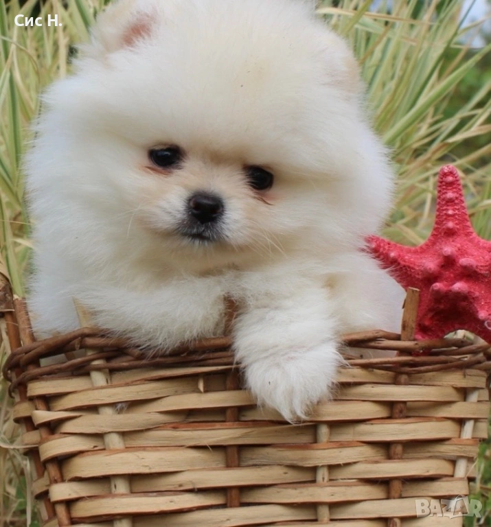 Померани , снимка 1