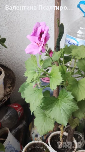 Кралско мушкато , снимка 1