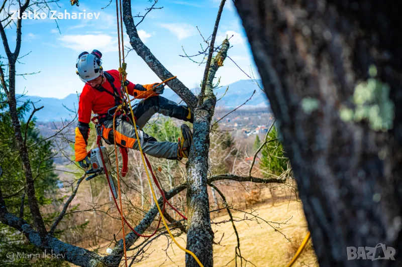 Рязане,оформяне,укрепване на опасни дървета , снимка 1