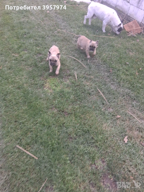 Продава се мъжко булдоче на 3 и половина месеца с три ваксини и паспорт , снимка 1