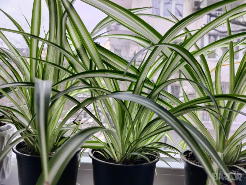 Продавам Цветя Хлорофитум (зелена лилия) - големи, снимка 1