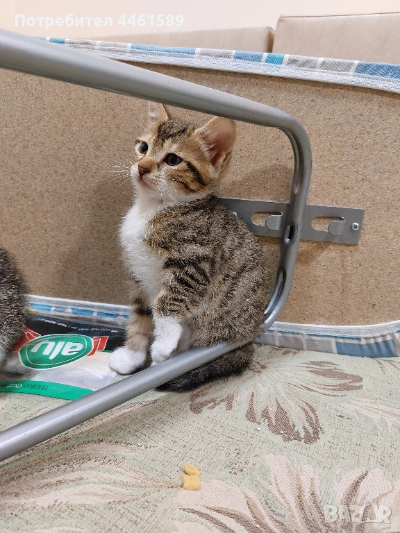 ПОДАРЯВАМ домашни котенца, снимка 1