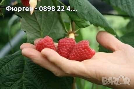 Малина - Налични 25 сорта Гигански , целогодишни, лилави , черни,жълти други   , снимка 1