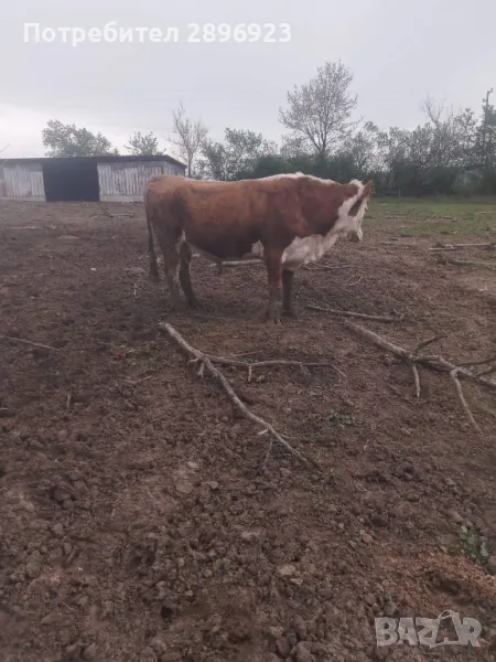 16 броя крави юници, снимка 1