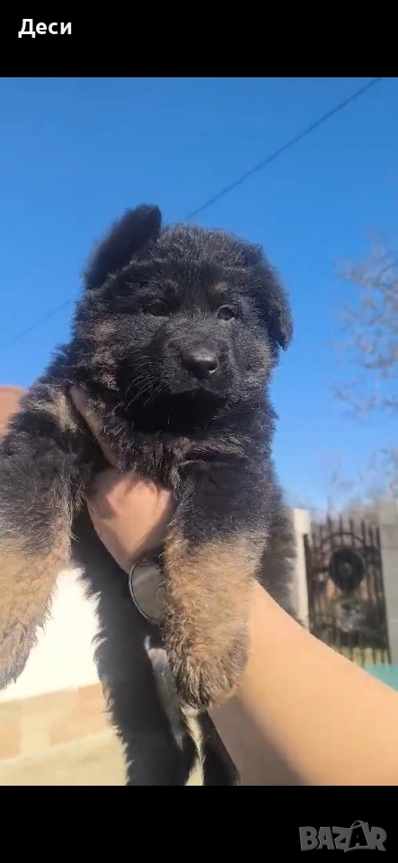 малки немски овчарки, снимка 1