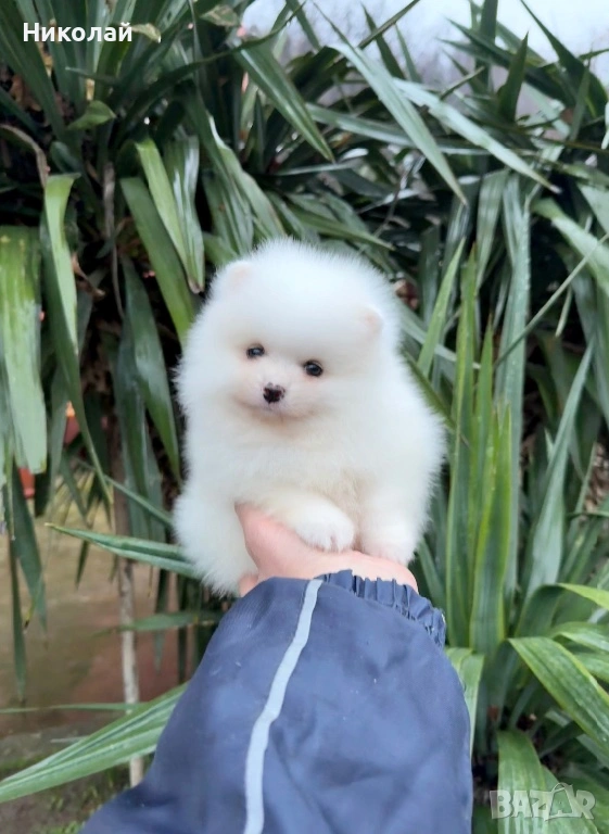 Померан мини момче. Померанче, снимка 1