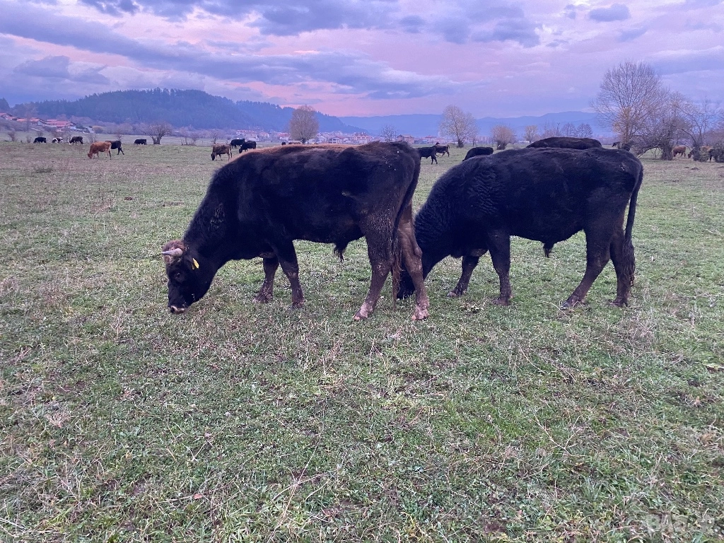 Телета и бикове, снимка 1