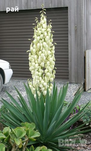 Юка (Yucca) Цена за 1бр 9лв и Аюга, Срещниче (Ajuga reptans purpurea) и АЮГА ТРИКОЛОР , снимка 1