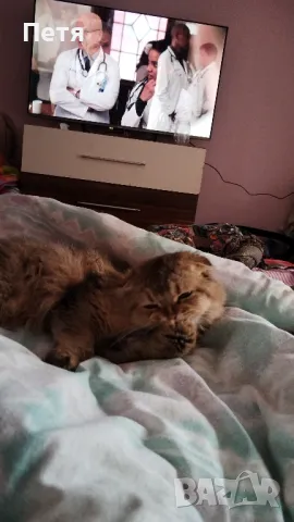 За разплод. Шотландски дългокосмест клепоух. , снимка 10 - Британска късокосместа - 48632292