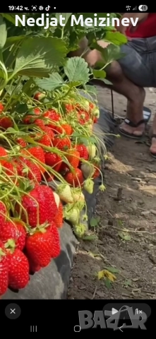 Разсад ягоди, малини и къпини, снимка 3 - Стайни растения - 51199735